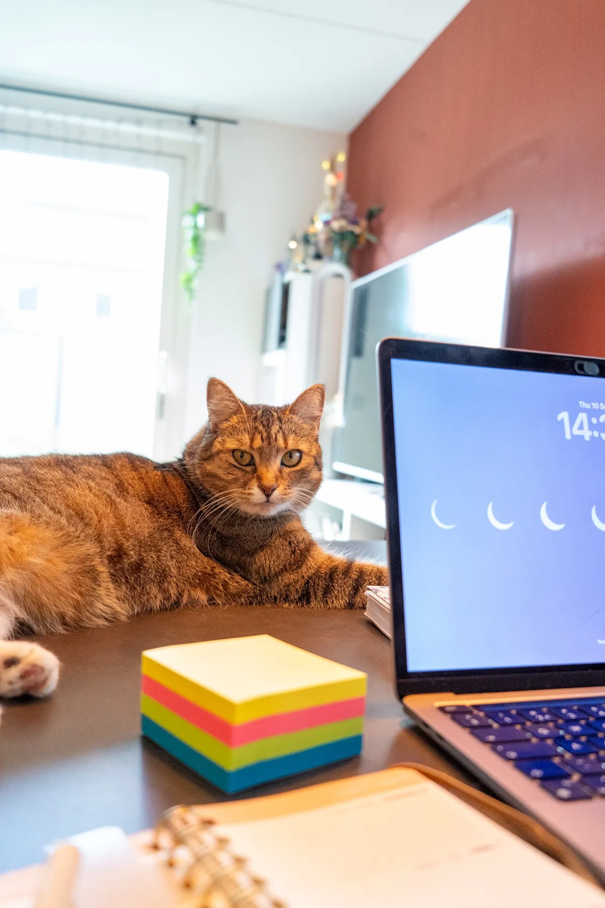 Een van de katten naast de laptop